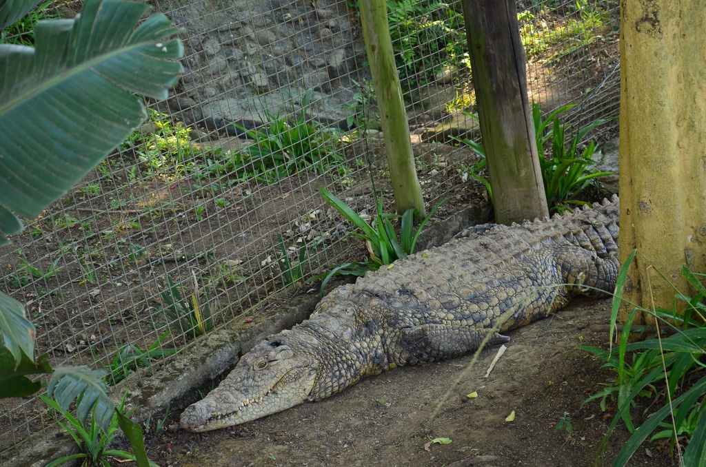 2015-05 South Africa/Phe Zulu/DSC_0060.JPG